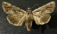 Sympistis mackiei
