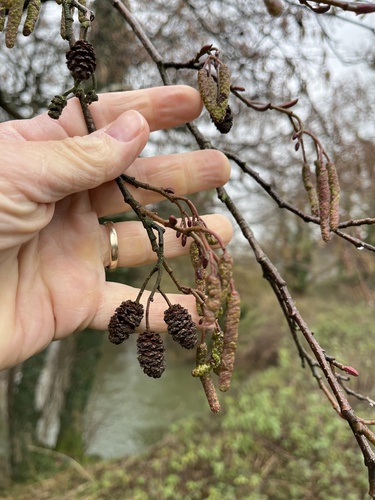 Alnus glutinosa, photograph 2