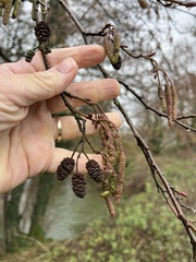 Richard Fuller, CC0, iNaturalist via GBIF Alnus glutinosa, photograph Richard Fuller, CC0, iNaturalist via GBIF