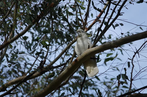 Sulphur-crested Cockatoo (Cacatua galerita), photo 4