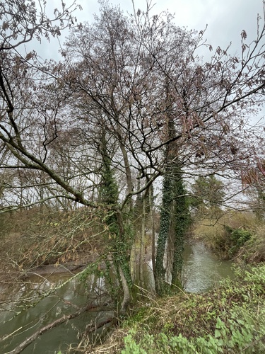Alnus glutinosa, photograph 3