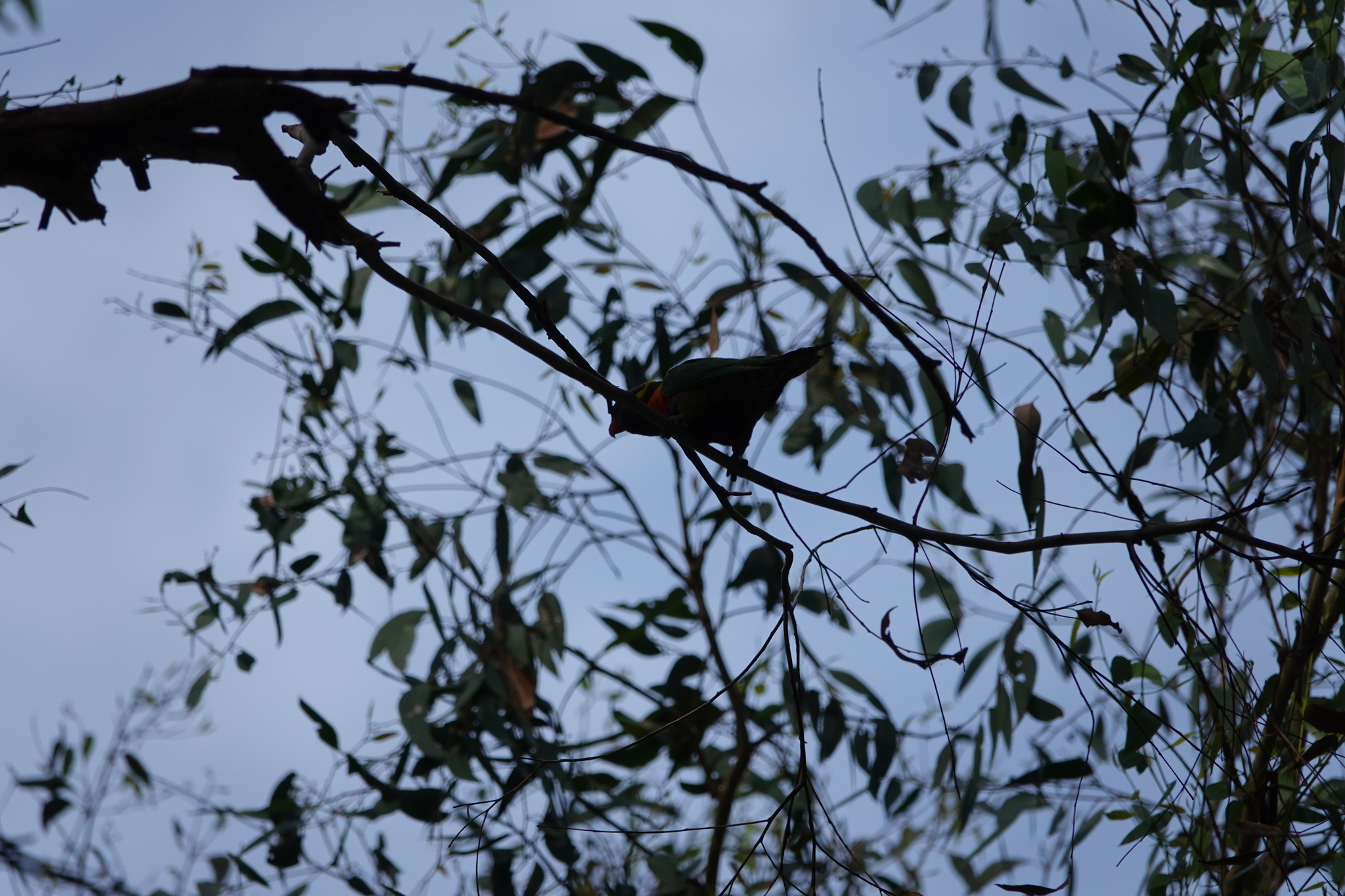 Coconut Lorikeet (Trichoglossus haematodus), photo 6
