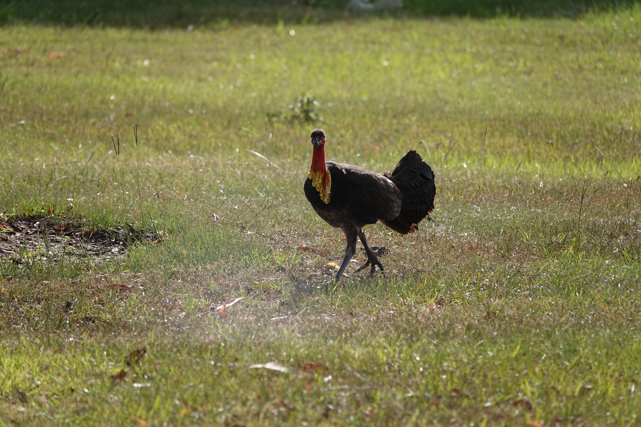 Australian Brushturkey (Alectura lathami), photo 10