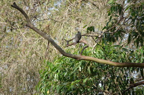 Noisy Miner (Manorina melanocephala)