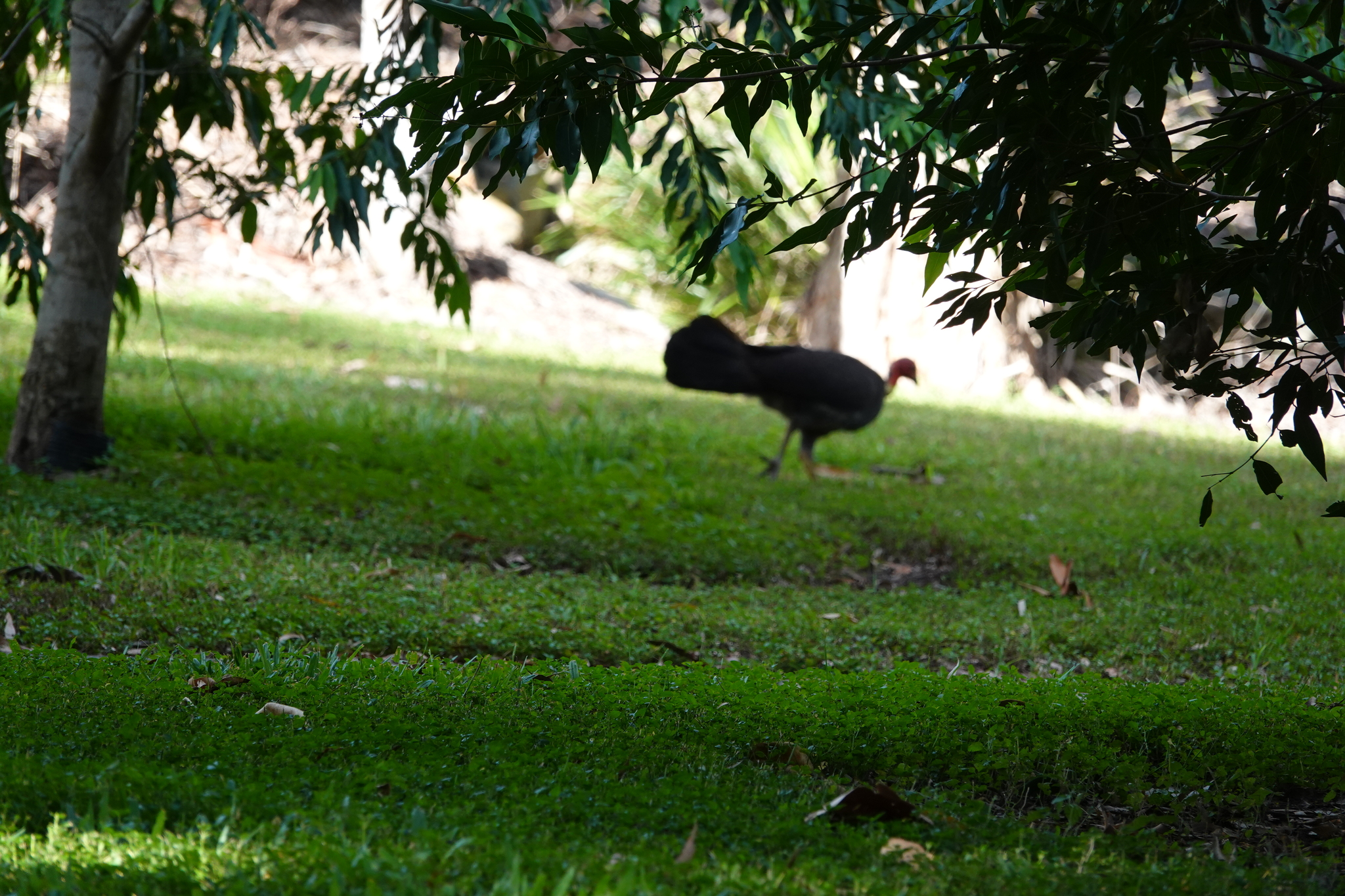 Australian Brushturkey (Alectura lathami), photo 9