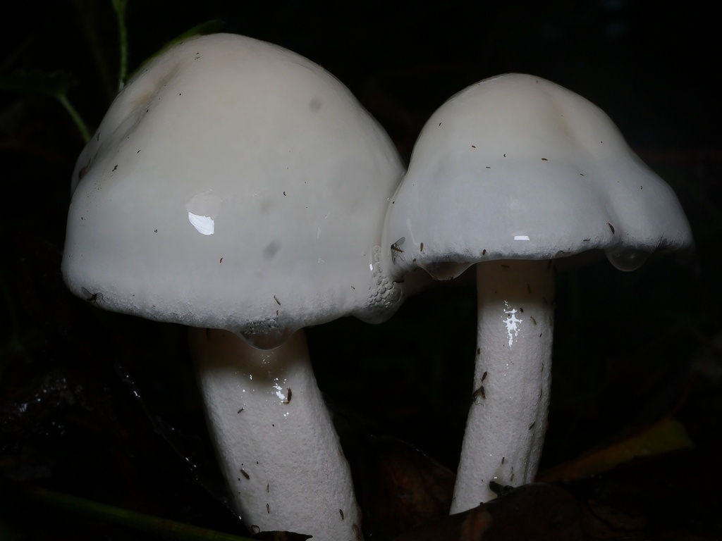 Hygrophorus eburneus · January 2026 · photo: © caseyhh (iNaturalist, cc0)