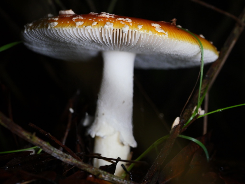 Amanita muscaria flavivolvata · January 2026 · photo: © caseyhh (iNaturalist, cc0)