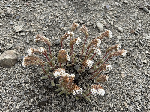 Myosotis traversii observed 2025-12-29