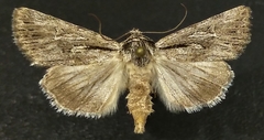 Sympistis mackiei