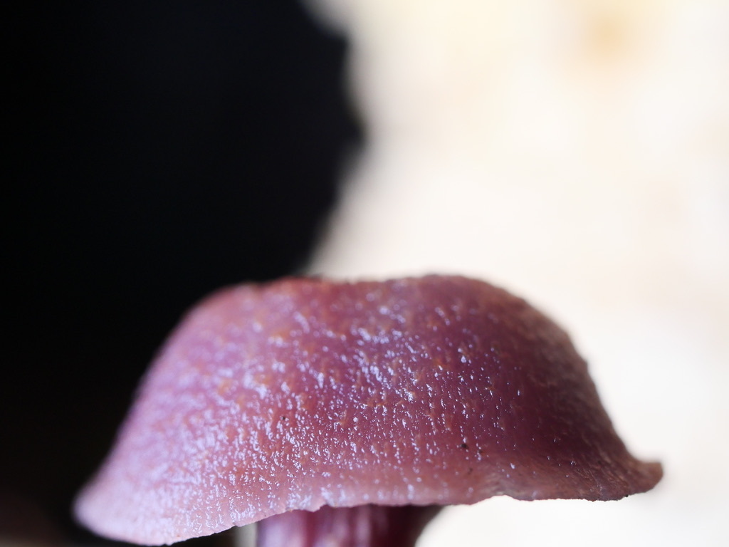 Laccaria amethysteo-occidentalis · January 2026 · photo: © caseyhh (iNaturalist, cc0)