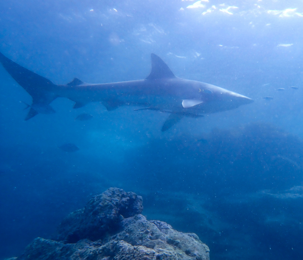 Black-tipped whaler (Carcharhinus brachyurus) — Carcharhinidae