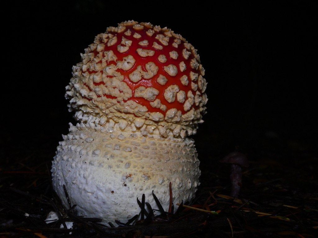 Amanita muscaria flavivolvata · January 2026 · photo: © caseyhh (iNaturalist, cc0)