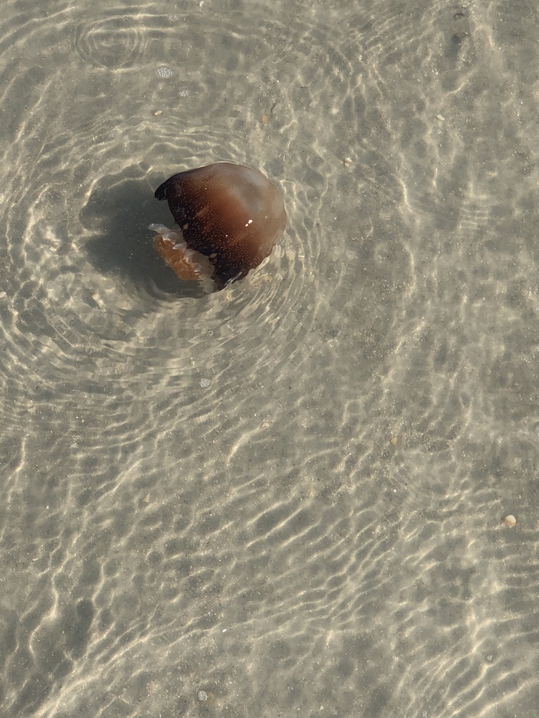 Cannonball Jelly (Jellyfish of the Cape Fear Region, NC) · iNaturalist