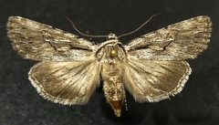 Sympistis mackiei