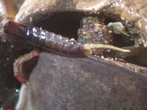 Blunt-tailed Isopod photo 3