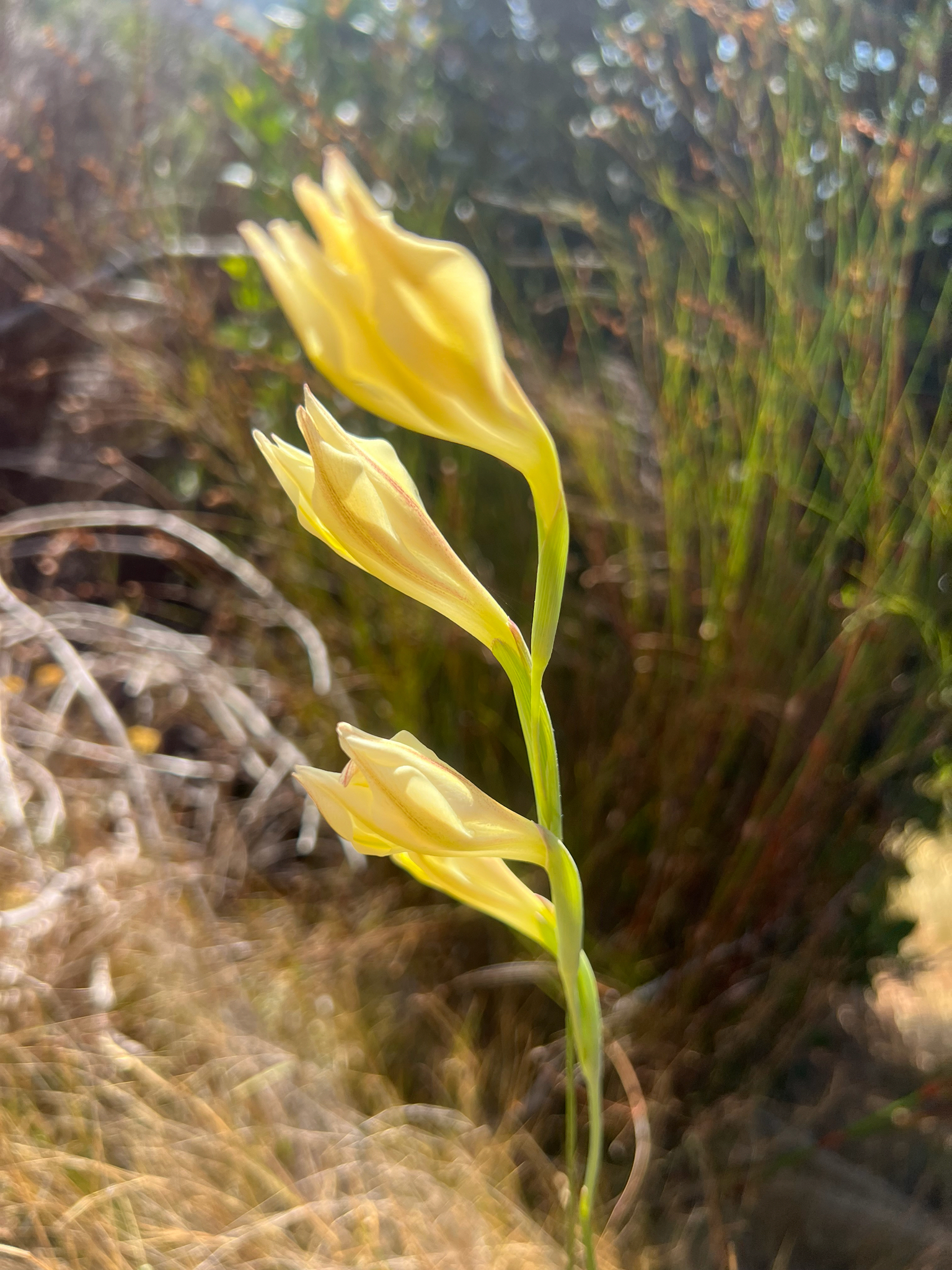Ever-flowering gladiolus