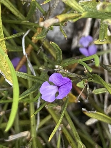 Lax Fountainbush (Psoralea laxa)