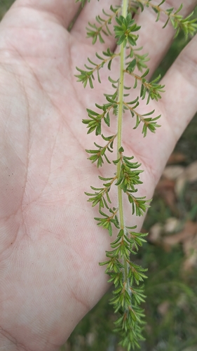 Hairy Bush-pea (Pultenaea villosa)