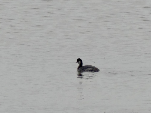 Black-necked Grebe (Podiceps nigricollis), photo 7