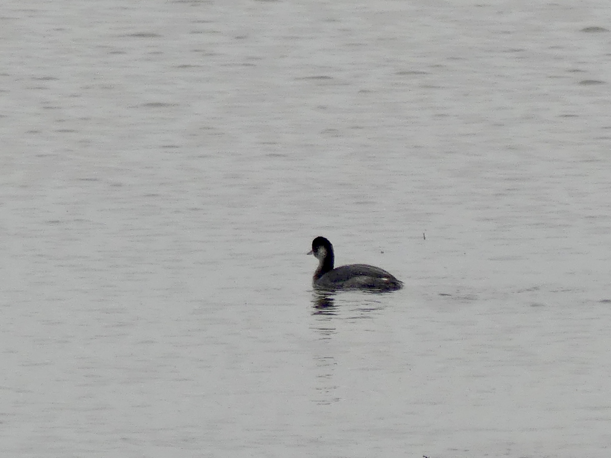 Black-necked Grebe (Podiceps nigricollis), photo 8