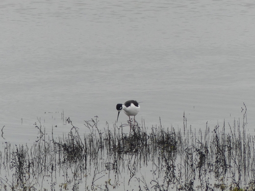 Black-necked Stilt (Himantopus mexicanus), photo 9