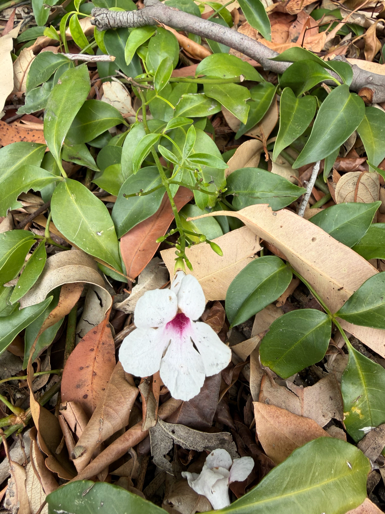 Bower vine