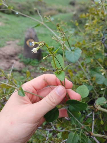 White Wartclub (Commicarpus plumbagineus)