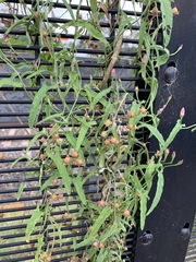 Convolvulus erubescens