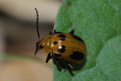 Coleoptera