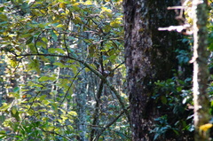 Turdus rufitorques