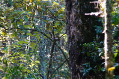 Turdus rufitorques