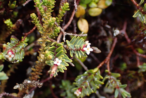 Pimelea prostrata observed 2026-01-02
