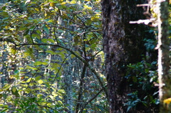 Turdus rufitorques