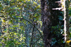Turdus rufitorques