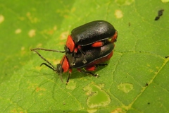 Asphaera abdominalis