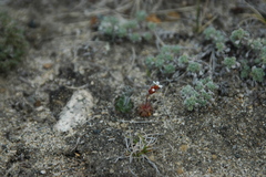 Draba yukonensis