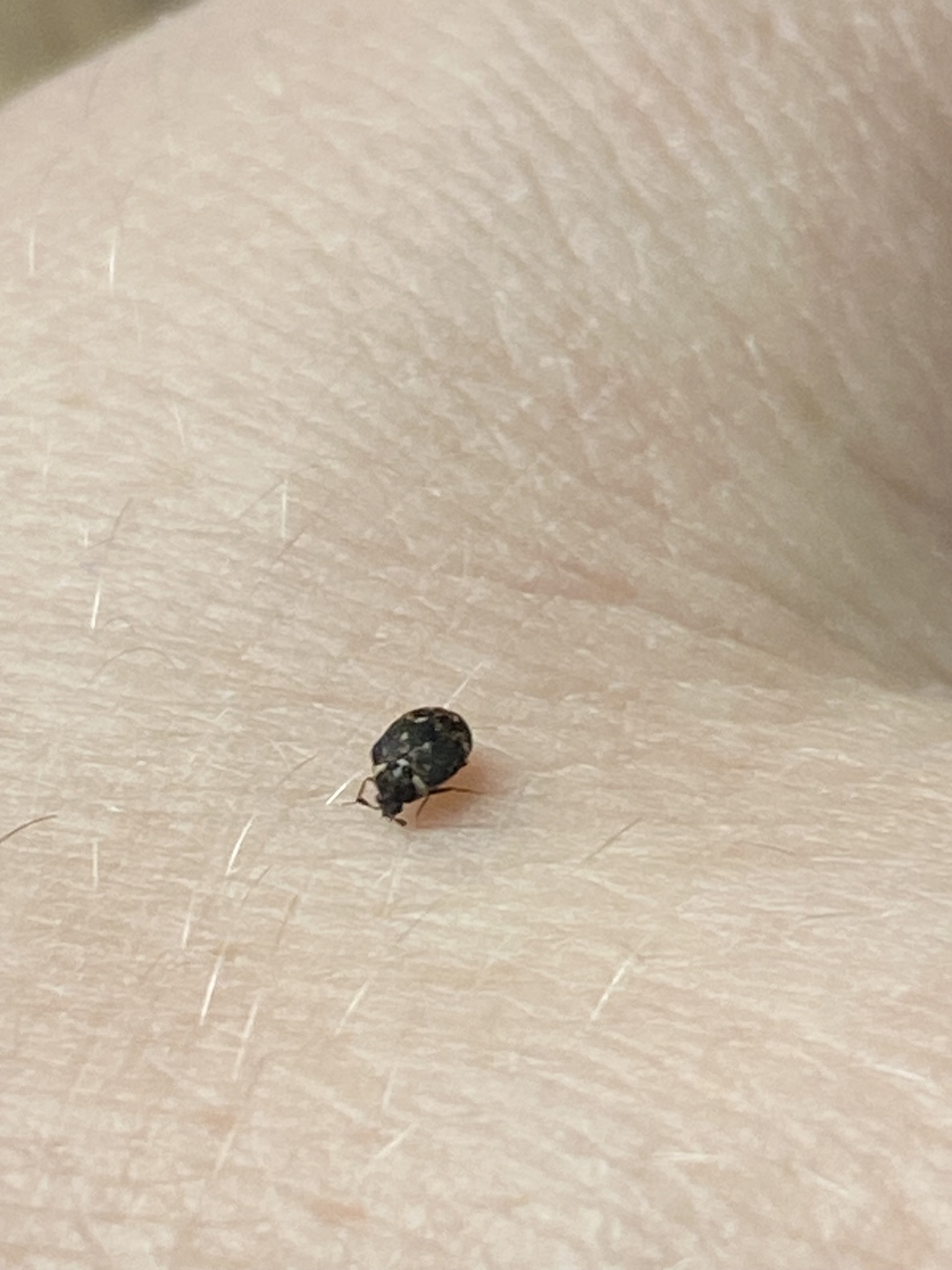 Anthrenus museorum