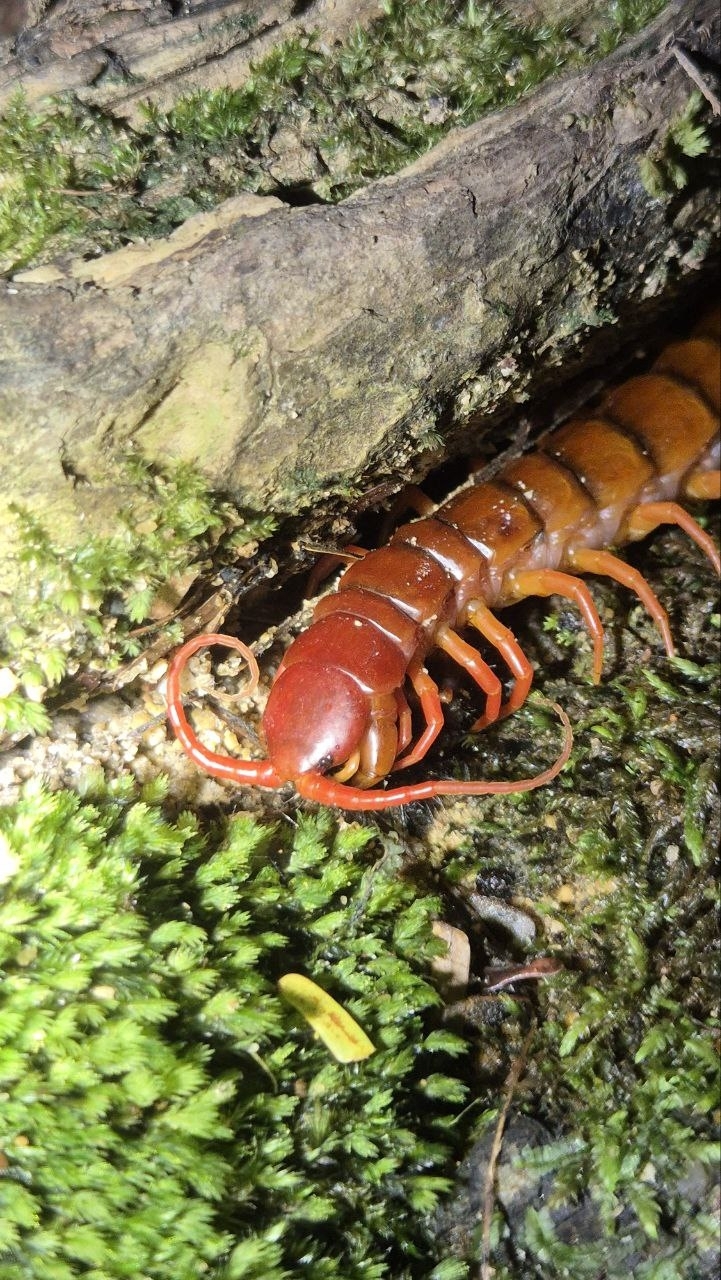 Scolopendra dehaani Brandt, 1840