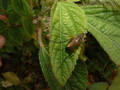 Macrodactylus sericinus