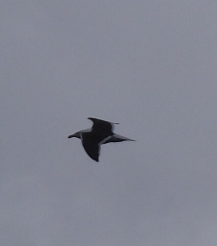 Kelp Gull (Larus dominicanus), photo 7