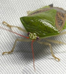Pygoda ramosa