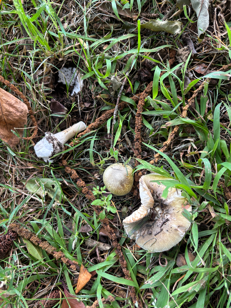 Amanita phalloides · January 2026 · photo: © conehead_nz (iNaturalist, cc-by)