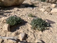 Filago desertorum