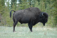 Bison bison athabascae
