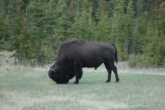 Bison bison athabascae