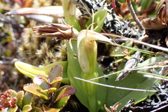 Veined Greenhood (Pterostylis venosa)