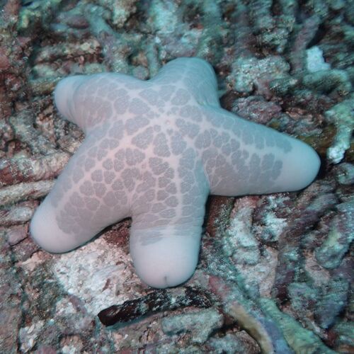 Choriaster granulatus