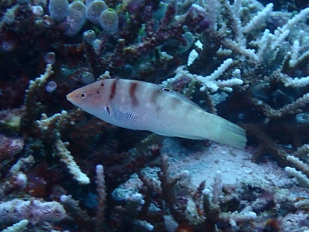 Batu coris (Coris batuensis) — Labridae