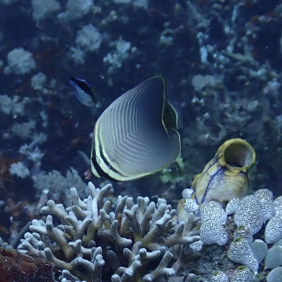Baroness butterflyfish (Chaetodon baronessa) — Chaetodontidae