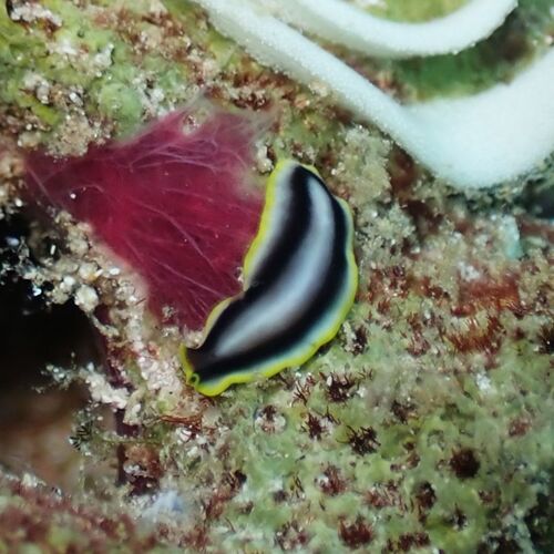 Pseudoceros paralaticlavus